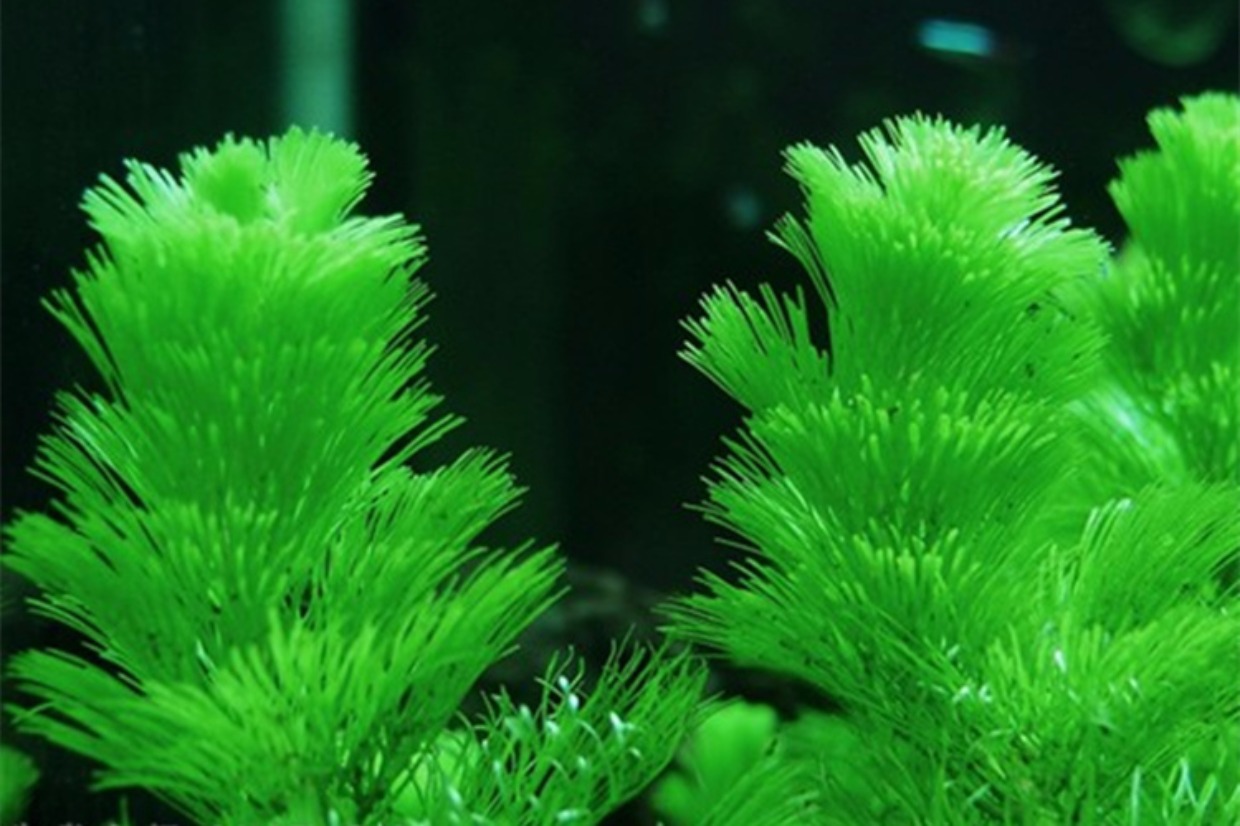 绿菊水草冬天会死吗