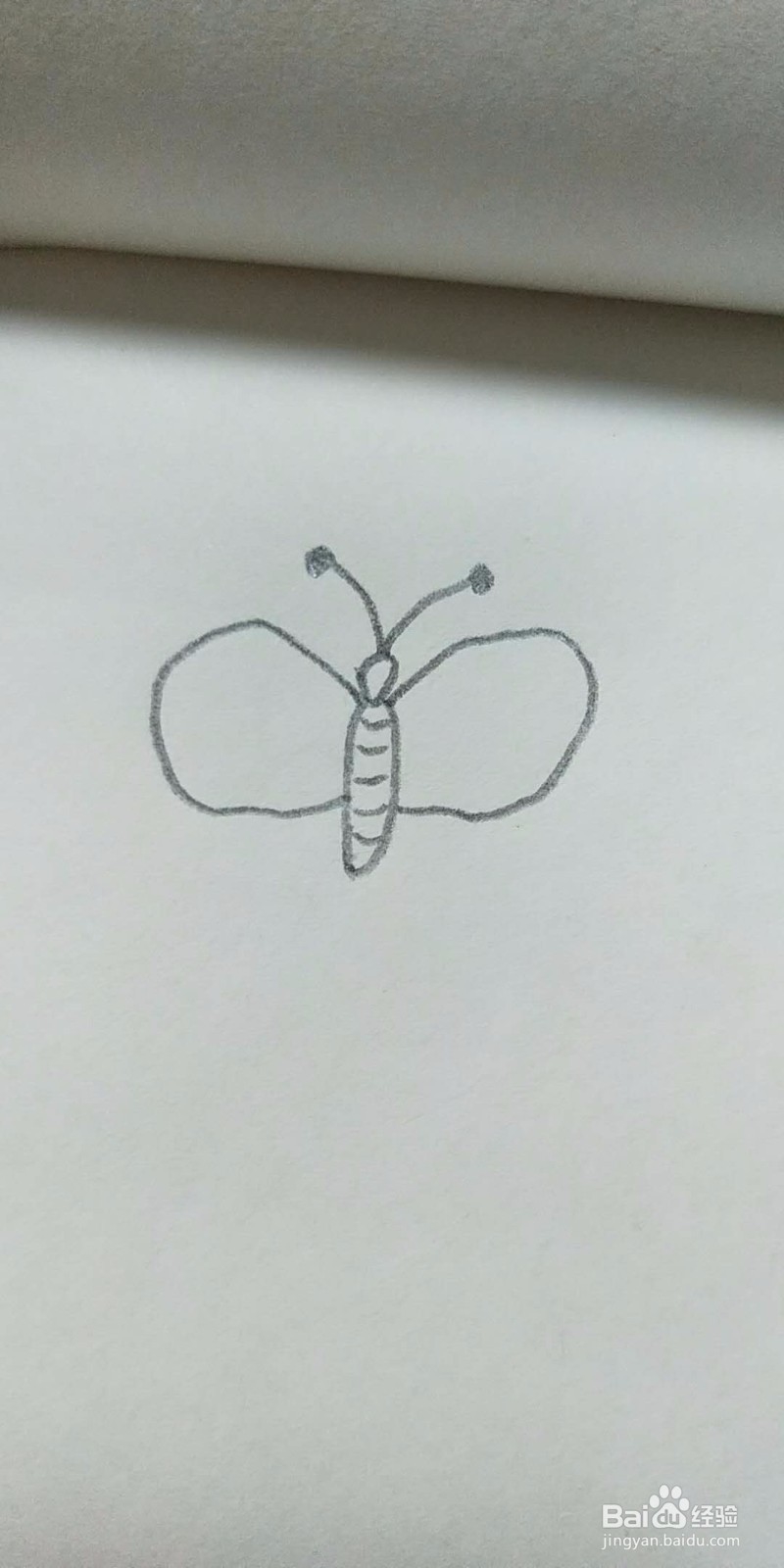 蝴蝶的简笔画教程