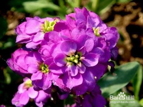 紫罗兰花怎么养