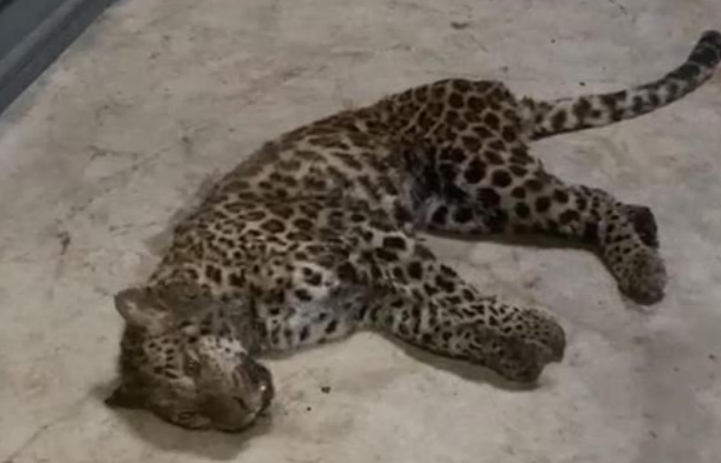 杭州野生动物园第三只豹子找到了吗