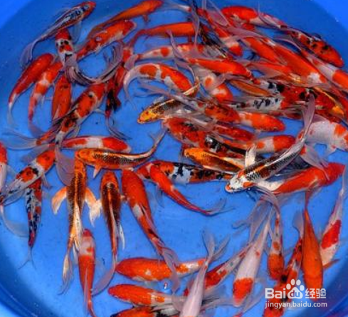 在水产养殖中,如何进行疾病的预防?