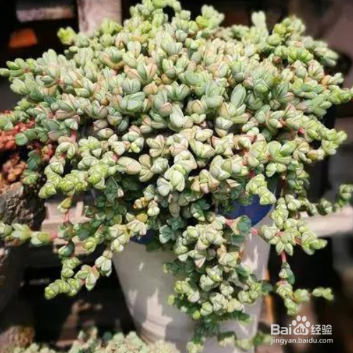 黄花新月多肉怎样养