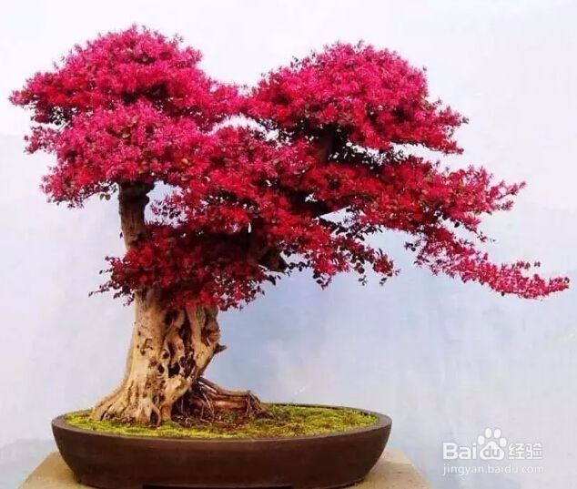 红花继木盆景怎么养