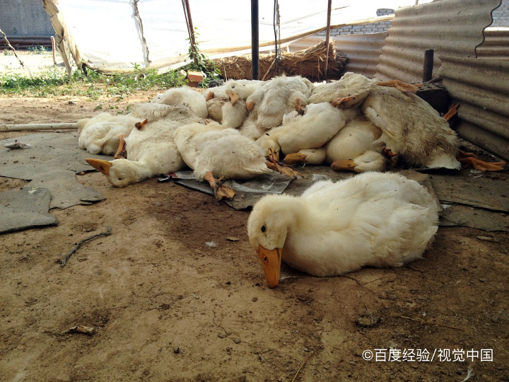 鸭子怎么去除腥味