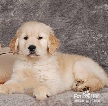 狗狗绦虫怎么彻底清除