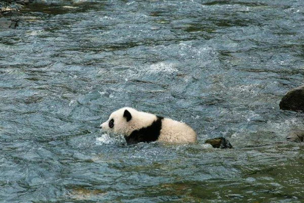 熊猫会不会游泳