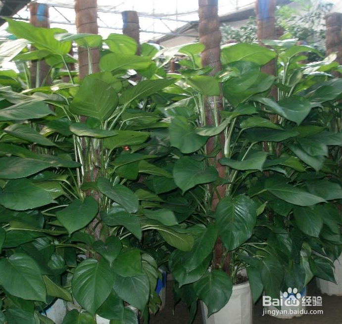 发财树烂根怎么办