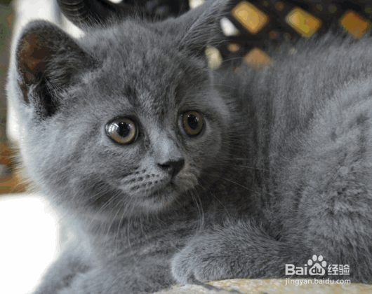 适合当家猫的猫咪