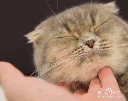 猫咪最喜欢做的几件事