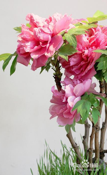 牡丹花开完花后怎么处理