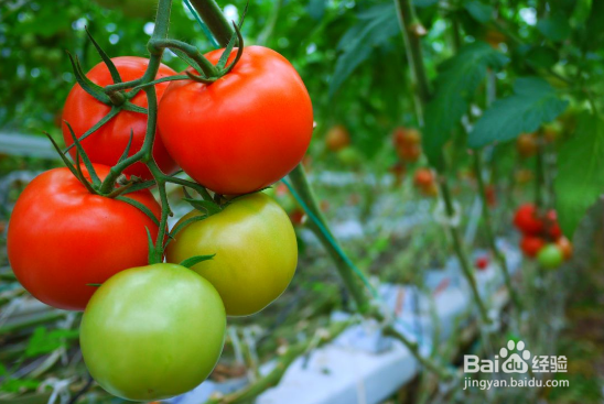 番茄怎样保存时间更长