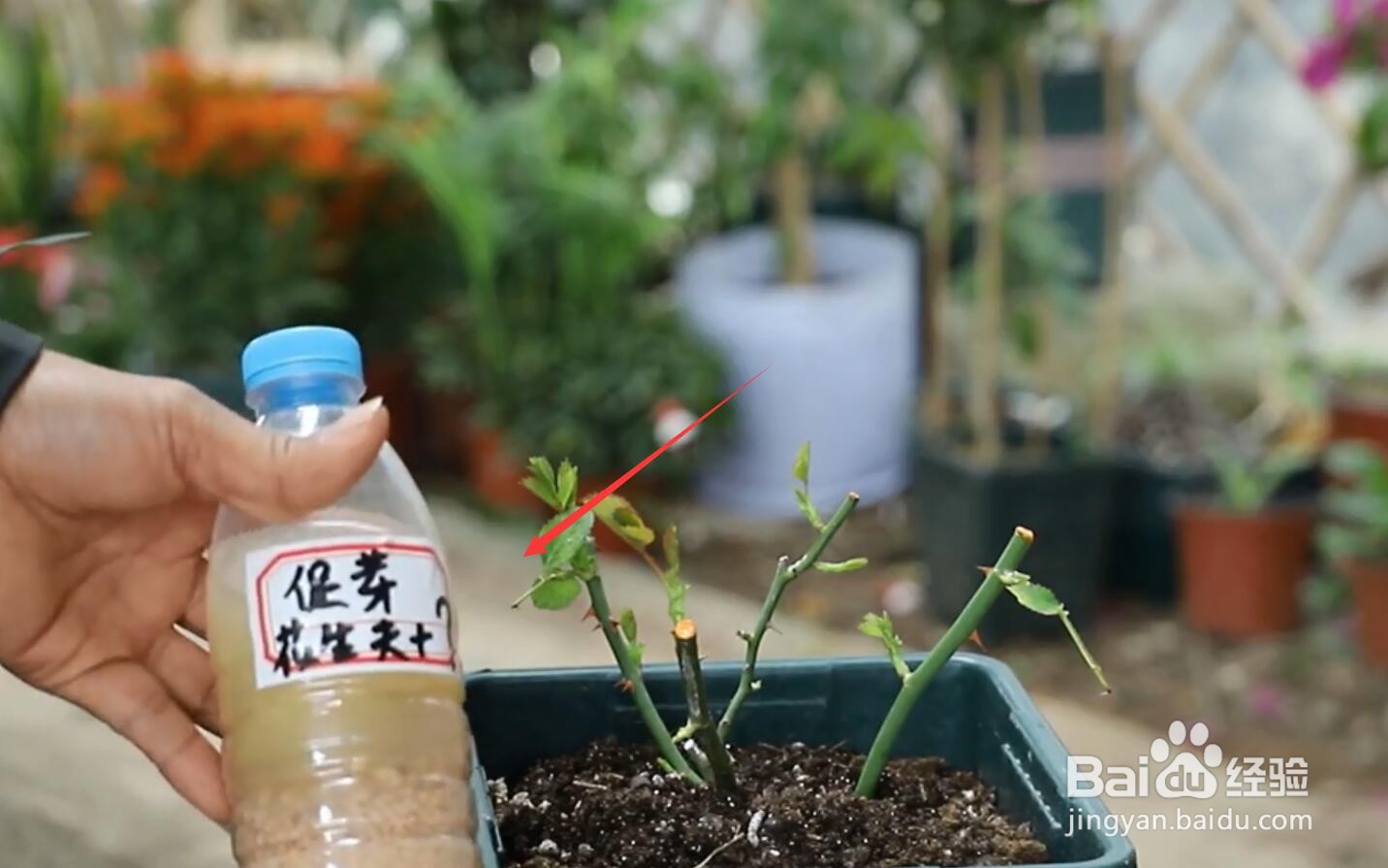 开春了月季怎样修剪