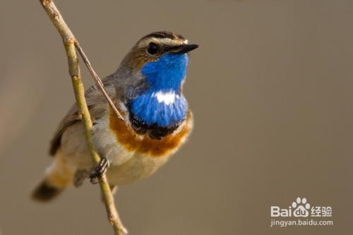 自制鸟食怎么弄成颗粒