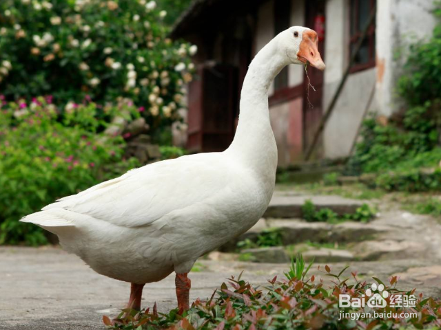 鹅的养殖方法和技术