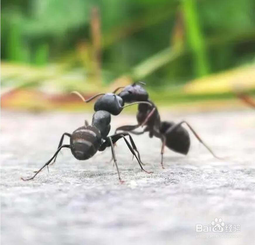 蚂蚁是怎么知道要下雨了