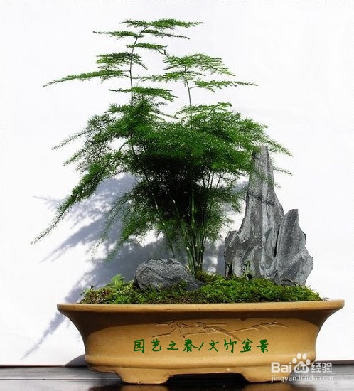 文竹的正确养殖方法