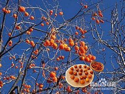 在农村家里自制柿饼