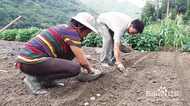 贝母怎么种植