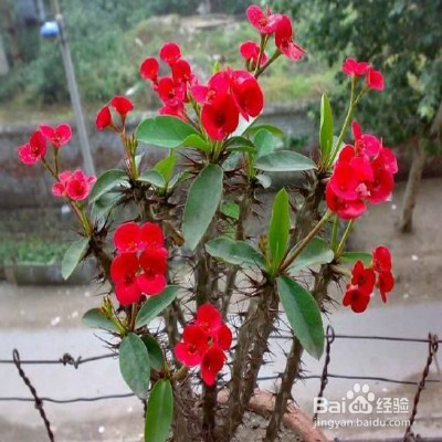 怎样促进植物开花