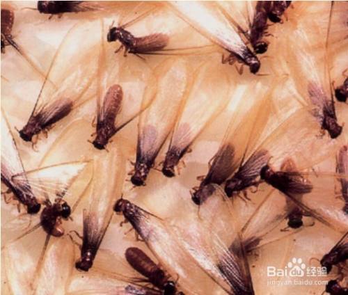 家里飞蚁怎么消灭