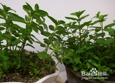 食用薄荷和不可食用薄荷怎么区分