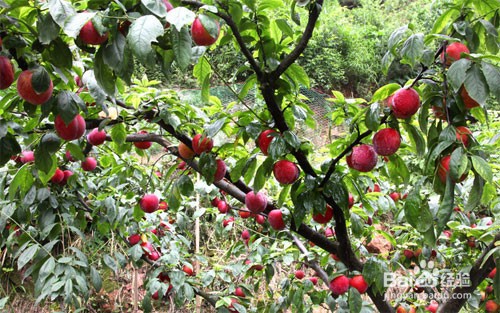 如何让李子快速成熟、催熟