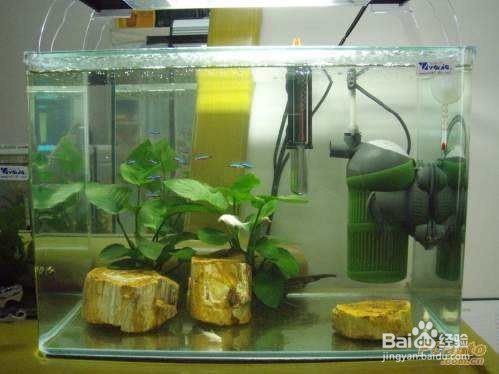 鱼缸出现了螺怎么办