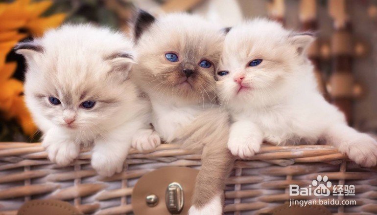 怎么判断是不是猫藓?