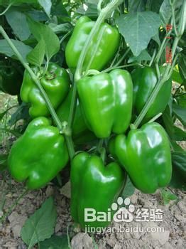 长沙小炒肉-湘菜