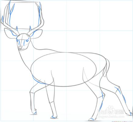 如何绘制麋鹿