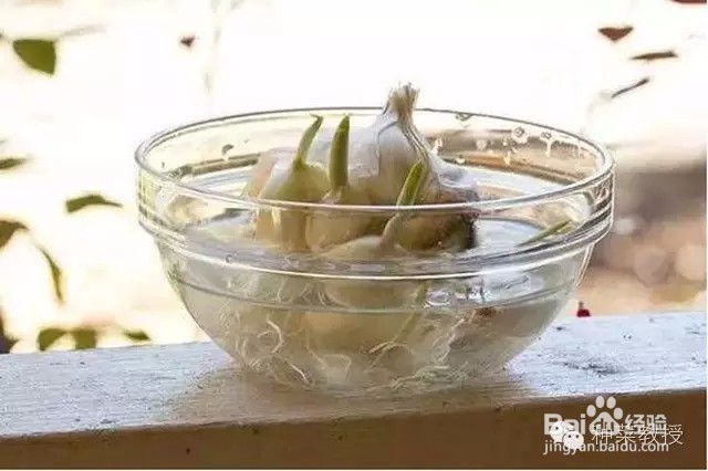 阳台种菜：怎么种大蒜（图解）