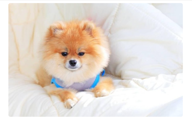 滴滴快车能否能携带宠物