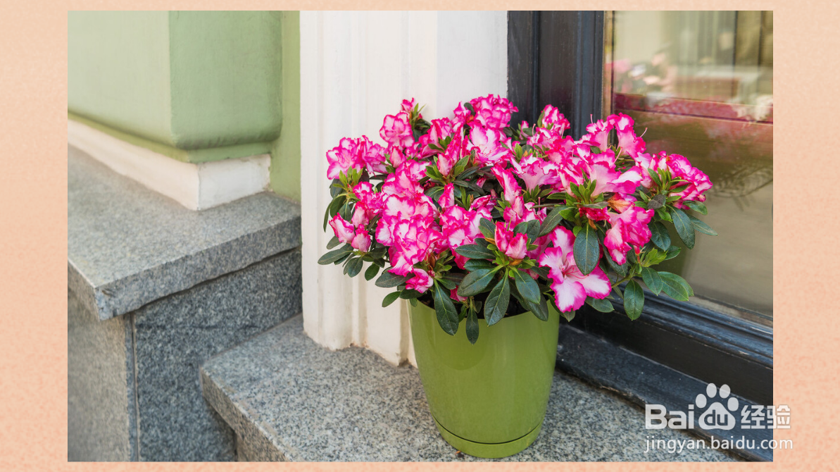 杜鹃花如何浇水和养殖