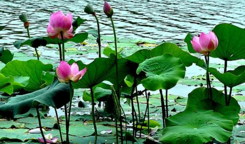 莲花和荷花的区别