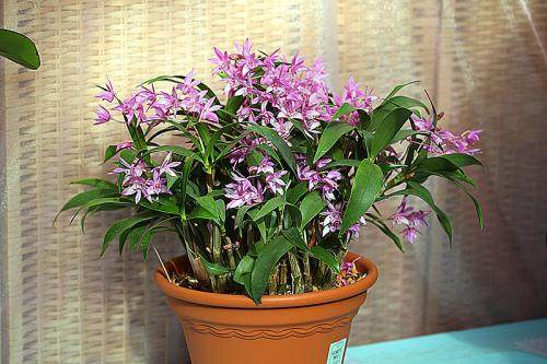 什么花可以带来好运?配图