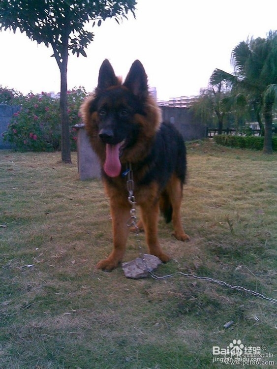 狗狗,我的世界不能没有你