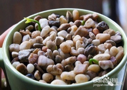 柚子、桂圆、火龙果，都可以变成有趣的盆栽