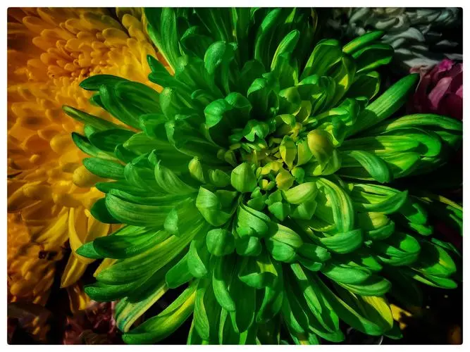 绿菊水草开花怎么处理