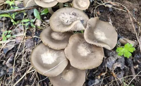 冬天果树下长的是啥蘑菇