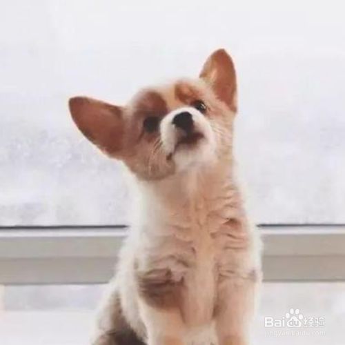 怎么教狗狗算数 百度经验