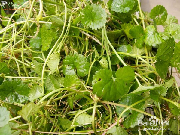 金钱草和铜钱草的区别有哪些？