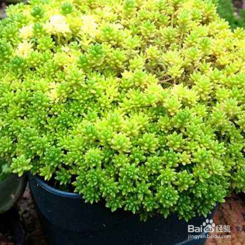 新买的薄雪万年草怎么种植