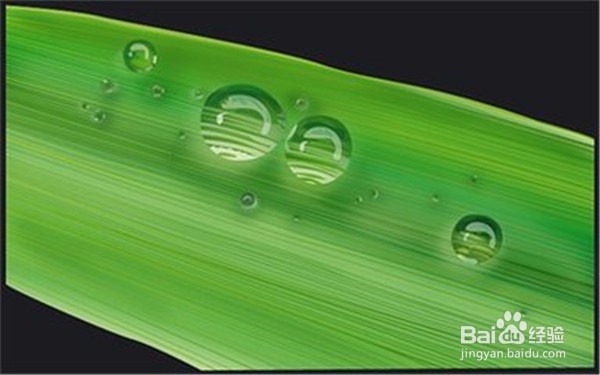 新鲜粽叶怎么处理