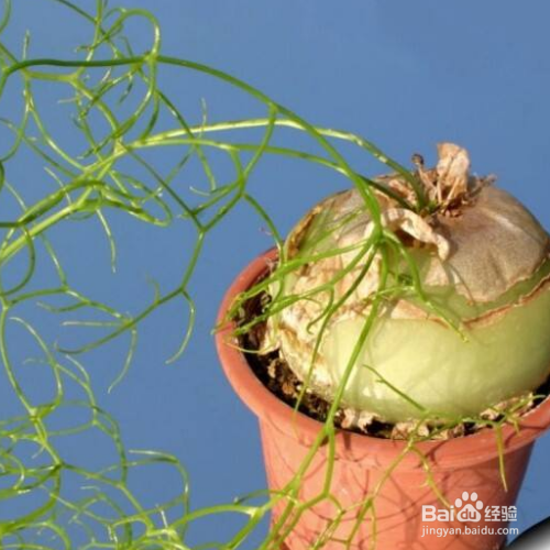 大苍角殿的养殖技巧和注意事项