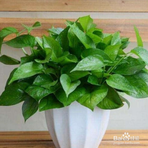 绿萝的养殖方法和注意事项有哪些?