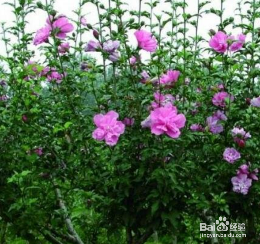 木槿花夏天怎么养护