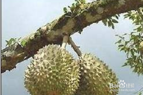 木本生水果和草本生水果蔬菜和水果怎么区分