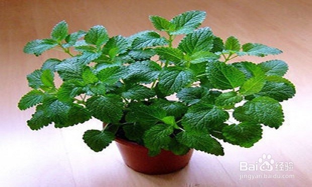 介绍几款驱蚊花草的用途