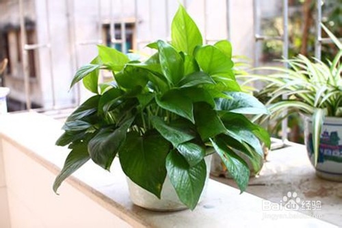 哪些花适合养在卧室