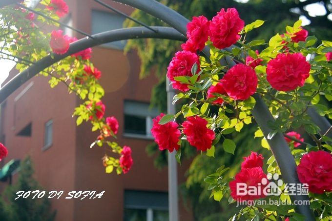 [转载]攀上梦的边缘开放